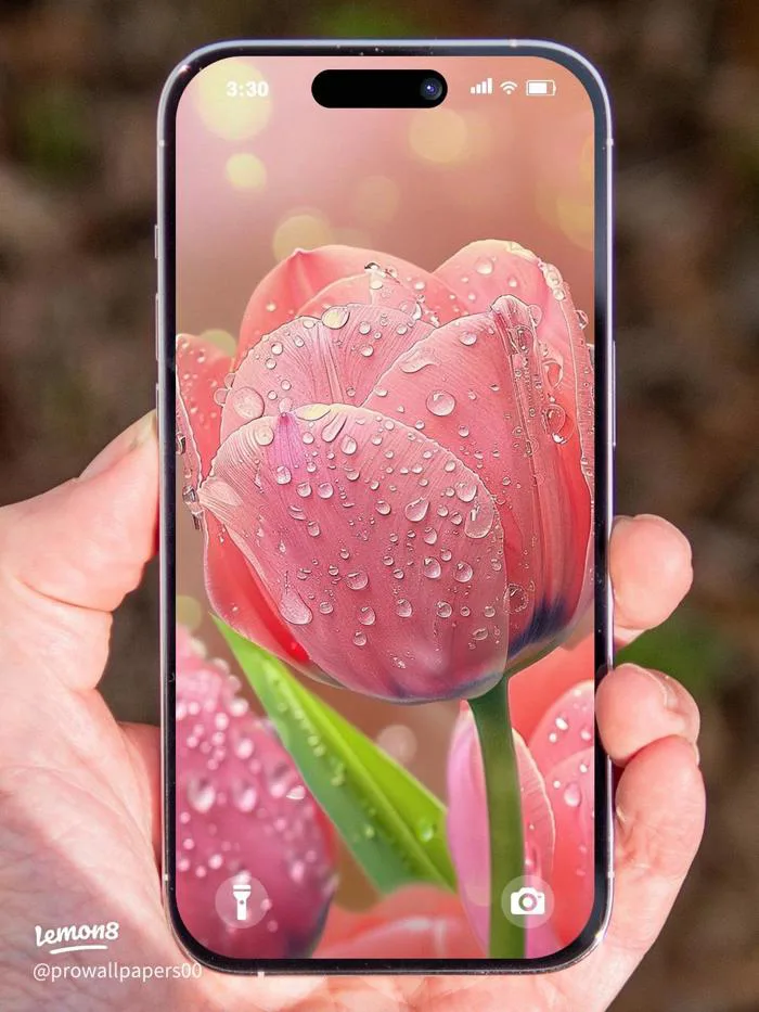 Hình nền điện thoại màu hồng 4K cực đẹp: hoa hồng, tulip, cúc cho iPhone