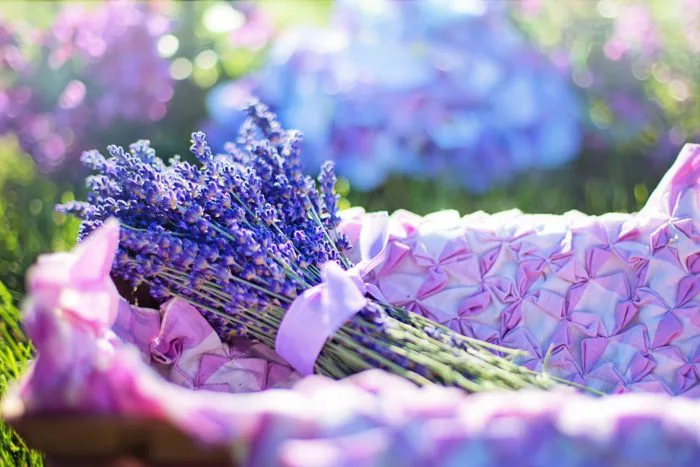 Tổng hợp những hình ảnh về hoa lavender khô đẹp nhất - Hoa tươi Nguyệt Hỷ