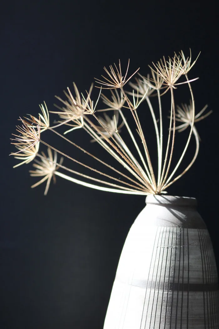 hình ảnh : chi nhánh, ánh sáng, trắng, khô, Bình hoa, Mùa thu, thắp sáng,  Cây gậy, Ánh sáng fixture, đèn treo, Chụp macro, Sự nở hoa, nền đen  4000x6000 - -