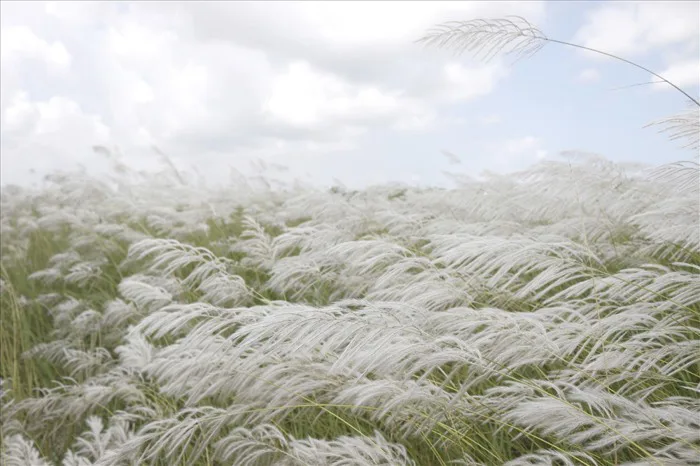 Hoa lau, dấu hiệu bình yên