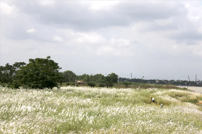 Hoa lau, dấu hiệu bình yên