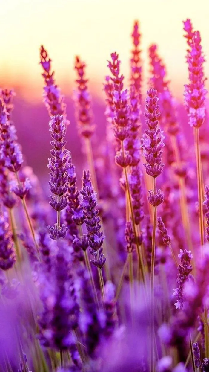 hinh-nen-hoa-lavender-1