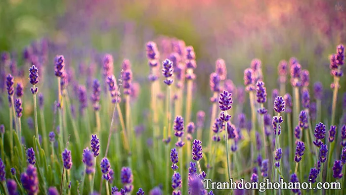 Tải hình ảnh hoa lavender đẹp nhất AmiA | Tải hình ảnh hoa l… | Flickr