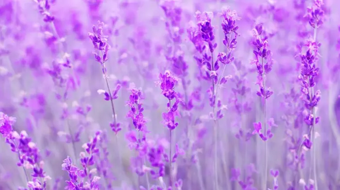 Tổng hợp bộ sưu tập hình nền hoa lavender đẹp mộng mơ cho bạn