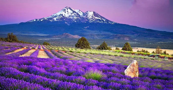 Chiêm ngưỡng vẻ đẹp hoa lavender trong dịp hè
