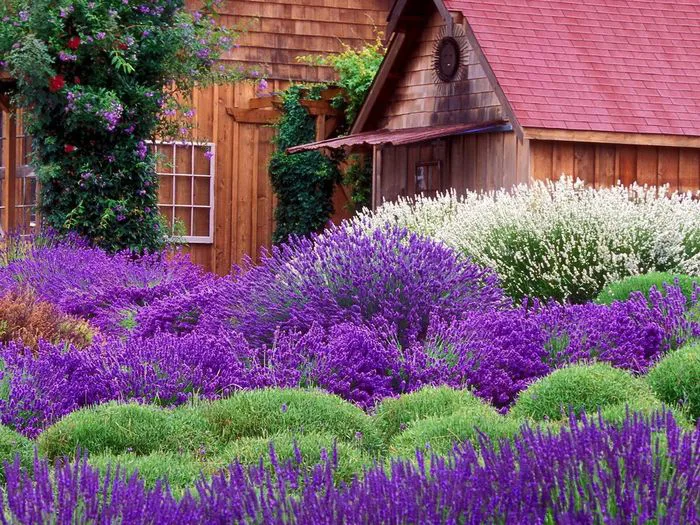 Hoa Lavender - Tuyển tập những hình ảnh Lavender đẹp nhất