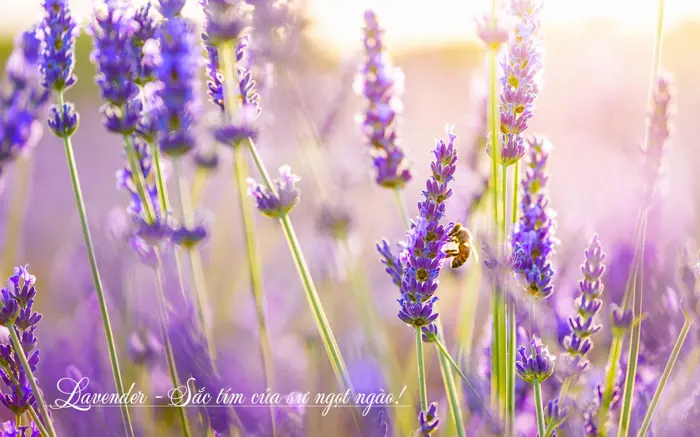 Tổng hợp bộ sưu tập hình nền hoa lavender đẹp mộng mơ cho bạn