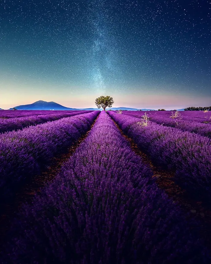 Top hình nền hoa lavender cho điện thoại sắc nét tuyệt đẹp