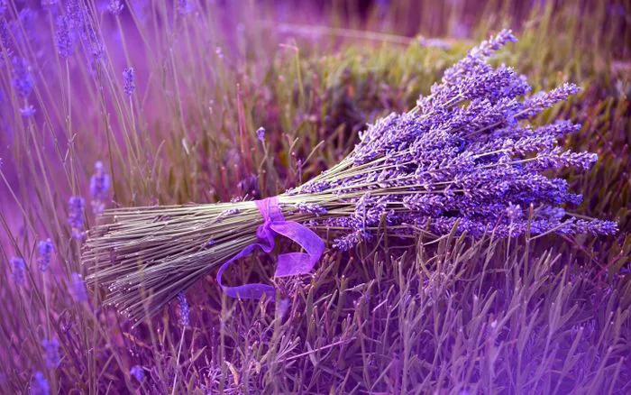 Hoa Lavender - Tuyển tập những hình ảnh Lavender đẹp nhất