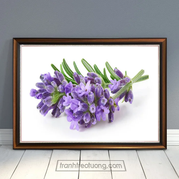 Mẫu tranh đẹp hoa lavender tím nền trắng HOH014