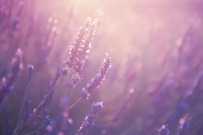 6000+ Lavender & hình ảnh Lavender đẹp nhất - Pixabay