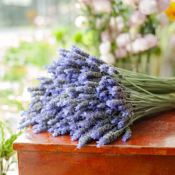 Những ý nghĩa của hoa Lavender mà có thể bạn chưa biết? về hoa tươi, điện  hoa