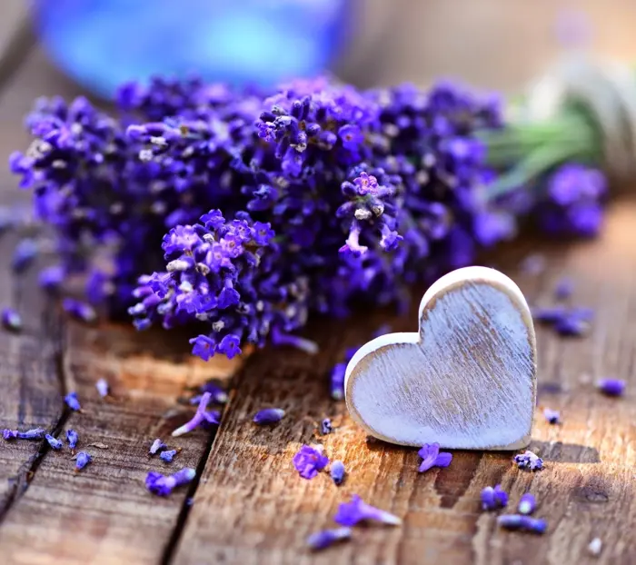 Top hình nền hoa lavender cho điện thoại sắc nét tuyệt đẹp