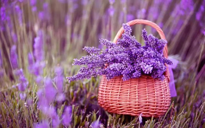Tổng hợp bộ sưu tập hình nền hoa lavender đẹp mộng mơ cho bạn Tổng hợp bộ sưu tập hình nền hoa lavender đẹp mộng mơ cho bạn