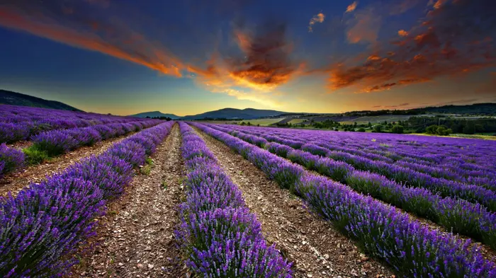 Tổng hợp bộ sưu tập hình nền hoa lavender đẹp mộng mơ cho bạn Tổng hợp bộ sưu tập hình nền hoa lavender đẹp mộng mơ cho bạn