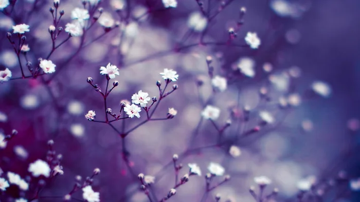 Hoa Lavender làm hình nền [1920 X 1080] : r/wallpaper