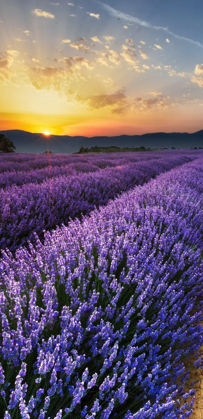 Top hình nền hoa lavender cho điện thoại sắc nét tuyệt đẹp Top hình nền hoa lavender cho điện thoại sắc nét tuyệt đẹp