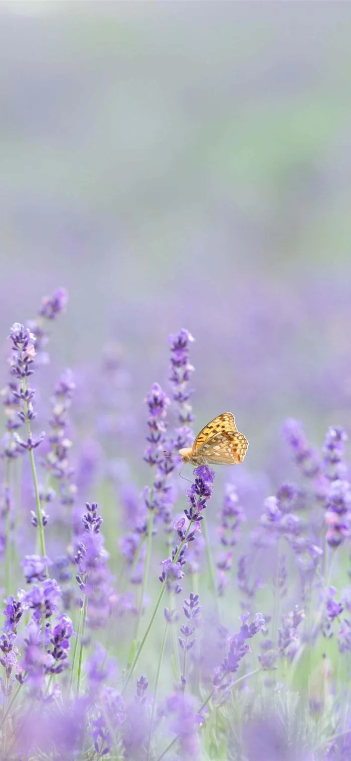 60+ Hình nền hoa Oải Hương đẹp nhất | In the lavender field wallpaper, Lavender 60+ Hình nền hoa Oải Hương đẹp nhất | In the lavender field wallpaper, Lavender