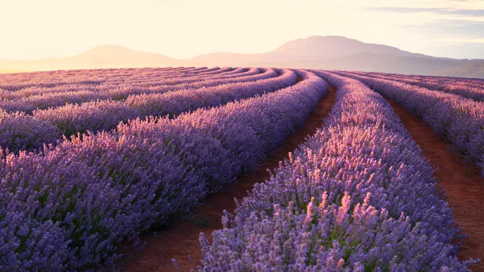 Lavender fields Wallpaper 4K, Lavender flowers, Sunrise Lavender fields Wallpaper 4K, Lavender flowers, Sunrise