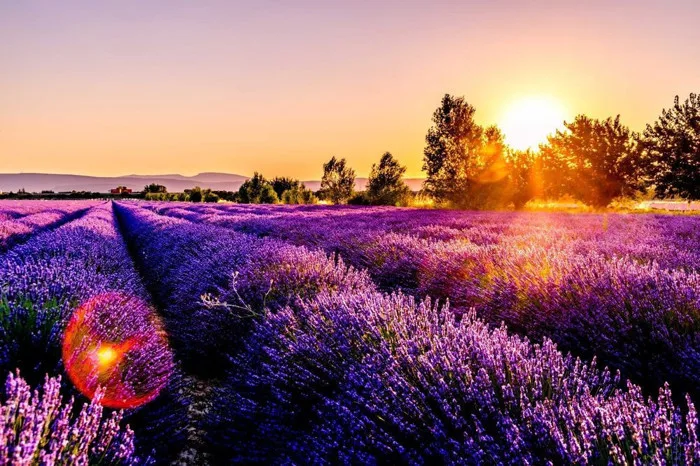 Vẻ đẹp thơ mộng của những cánh đồng hoa Lavender ở Pháp Vẻ đẹp thơ mộng của những cánh đồng hoa Lavender ở Pháp