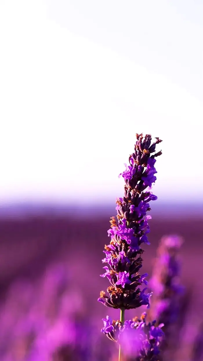 Tổng hợp bộ sưu tập hình nền hoa lavender đẹp mộng mơ cho bạn Tổng hợp bộ sưu tập hình nền hoa lavender đẹp mộng mơ cho bạn
