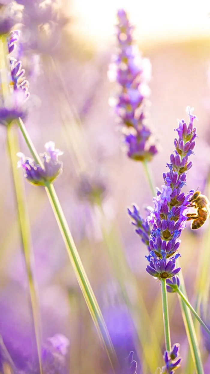 Hình nền hoa Oải Hương đẹp nhất | Lavender and bee wallpaper ideas, Lavender  field hd