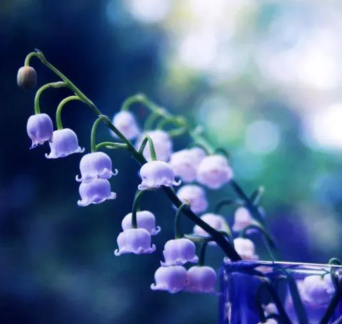 Ý Nghĩa 꽃 Linh Lan Quý Hiếm, Biểu Tượng 사랑, Sự Thịnh Vượng – Flosa