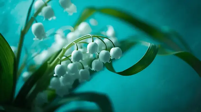 Hình nền Hoa Linh Lan Trắng Mỏng Manh Nở Rộ Trên Nền Xanh Mòng Két Rực Rỡ,  Hoa Mayflower, Hình Chuông, Mùa Xuân Background Vector để tải xuống miễn  phí - Pngtree