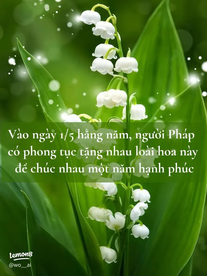 Ý nghĩa hoa linh lan trắng: loài hoa thơm nhất thế giới và biểu tượng hạnh  phúc