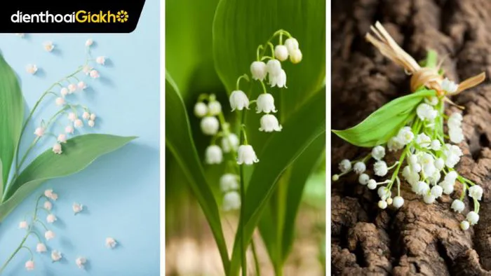 499+ Hình nền hoa Linh Lan trắng tinh khôi, thư giãn mọi lúc