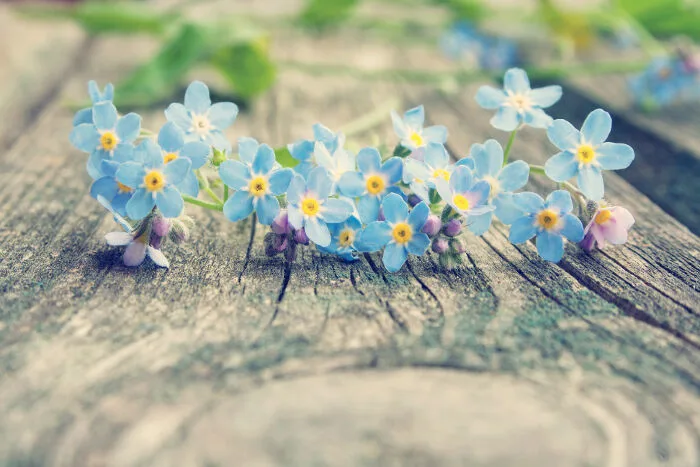 Ý nghĩa và biểu tượng hoa Lưu Ly (Hoa Đừng Quên Tôi) - Cửa hàng hoa tươi  May Flower