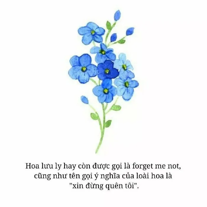 Top 101 hình nền hoa lưu ly đẹp nhất dùng cho máy tính, điện thoại
