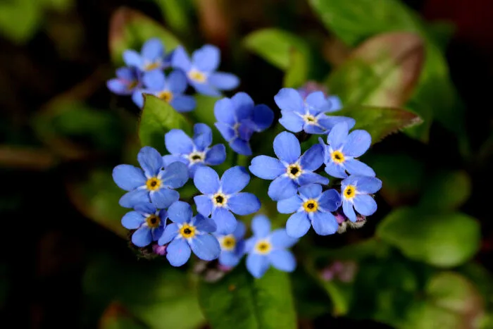 Ý nghĩa và biểu tượng hoa Lưu Ly (Hoa Đừng Quên Tôi) - Cửa hàng hoa tươi  May Flower