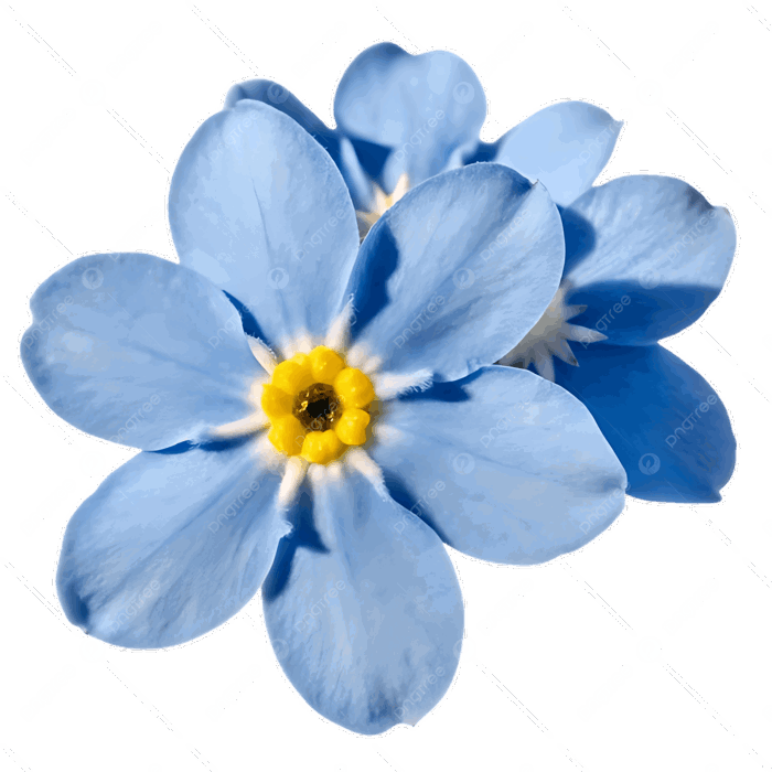Hình ảnh Hoa Lưu Ly Tuyệt đẹp được Tách Biệt Trên Nền Trong Suốt PNG , Hoa  Lưu Ly, Bị Cô Lập đừng Quên Tôi, Nền Trong Suốt PNG trong suốt và