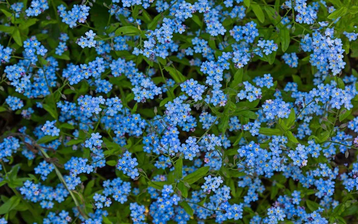 dac-diem-cach-trong-va-y-nghia-dac-biet-cua-loai-hoa-luu-ly -forget-me-not-202107222130371532.jpg