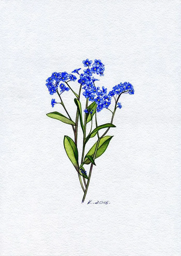 140 ý tưởng hay nhất về Forget me not (lưu ly) | hoa đẹp, cây cối, nhiếp ảnh
