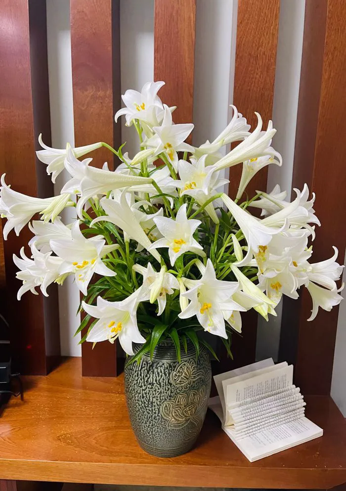 10.000+ ảnh đẹp nhất về Hoa Lily Phục Sinh · Tải xuống miễn phí 100% · Ảnh  có sẵn của Pexels