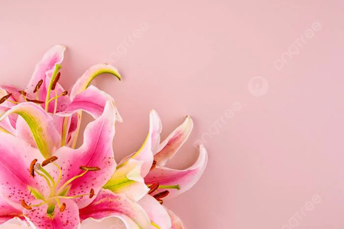 Hình ảnh Nền Ảnh Hoa Lily, Ảnh Hoa Lily Vector Nền Và Tập Tin Tải về Miễn  Phí | Pngtree