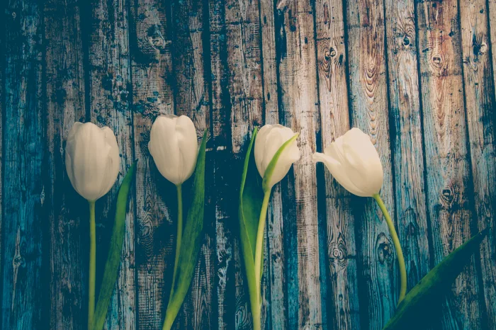 hình ảnh : Mùa xuân, Hoa tulip, hoa, lý lịch, hình nền, trắng, màu xanh lá,  Hệ thực vật, Thân cây, Hình nền máy tính, thực vật, Nhiếp ảnh cuộc sống vẫn
