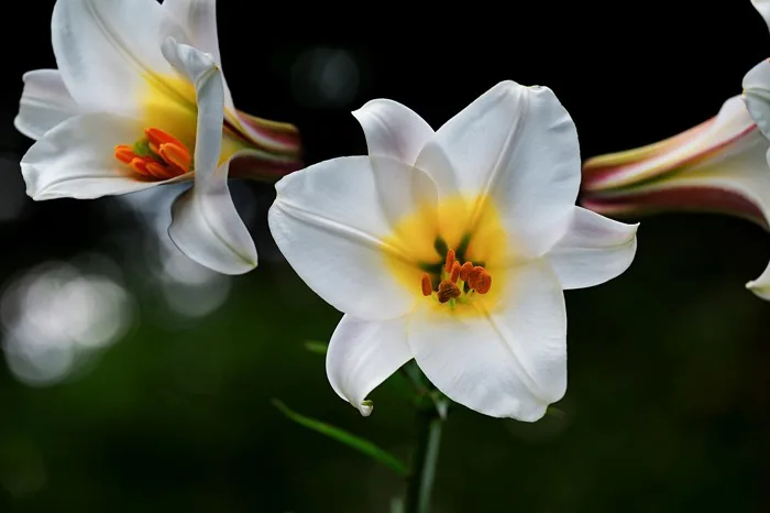 80000+ Hoa Lily & ảnh Thiên Nhiên miễn phí - Pixabay