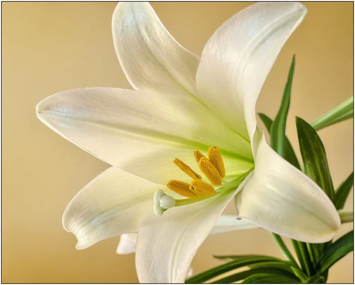hình ảnh : thực vật, trắng, Cánh hoa, Hoa, Mùa xuân, Phục Sinh, thực vật có  hoa, Lily family, Nhà máy đất, Amaryllis belladonna 3212x2580 - - 643797 - hình  ảnh đẹp - PxHere