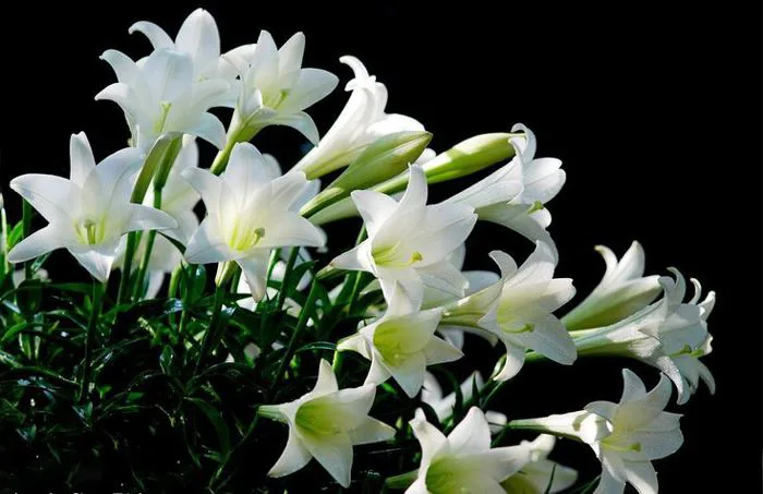 Hình ảnh hoa loa kèn trắng đẹp nhất