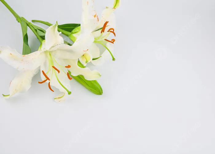 Hình ảnh Nền Hình ảnh Hoa Lily, Hình ảnh Hoa Lily Vector Nền Và Tập Tin Tải  về Miễn Phí | Pngtree