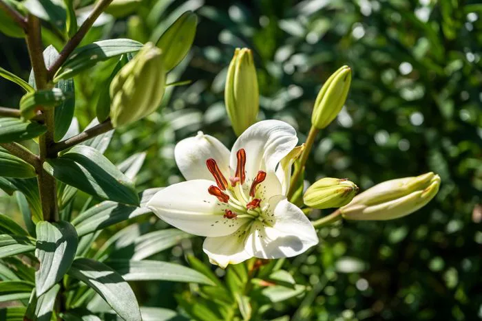 10.000+ ảnh đẹp nhất về Hoa Lily Trắng Và Nụ · Tải xuống miễn phí 100% · Ảnh  có sẵn của Pexels
