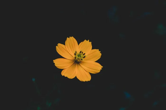 hinh-nen-hoa-macro-1