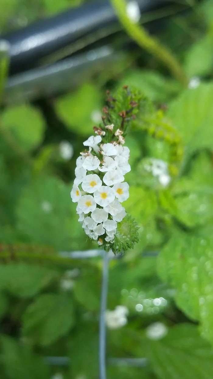 Trang 22 - 30000+ Macro Floral & ảnh Thiên Nhiên miễn phí - Pixabay