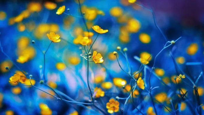 35s.vn - Computer: Ảnh - Hình nền HOA tuyệt đẹp cho máy tính - Kỹ thuật  chụp ảnh Macro - Blue Version