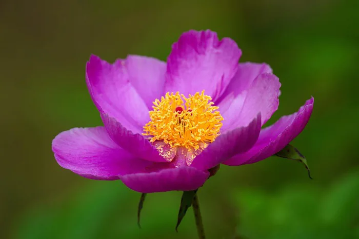 Hơn 60000 ảnh Thiên Nhiên và Hoa Macro miễn phí - Pixabay