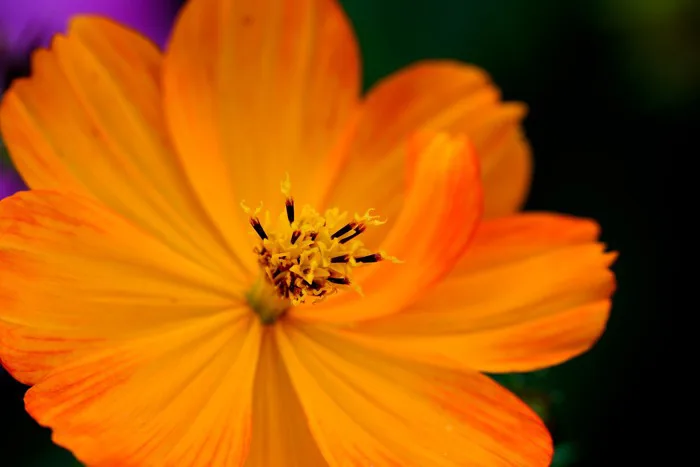 Trang 22 - 6000+ Macro-Organism & ảnh Thiên Nhiên miễn phí - Pixabay