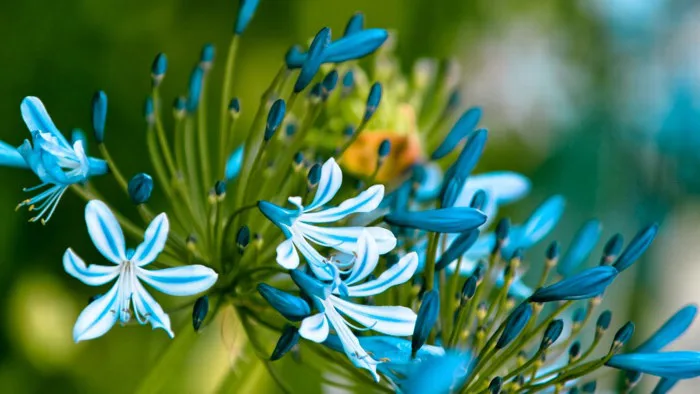 35s.vn - Computer: Ảnh - Hình nền HOA tuyệt đẹp cho máy tính - Kỹ thuật  chụp ảnh Macro - Blue Version